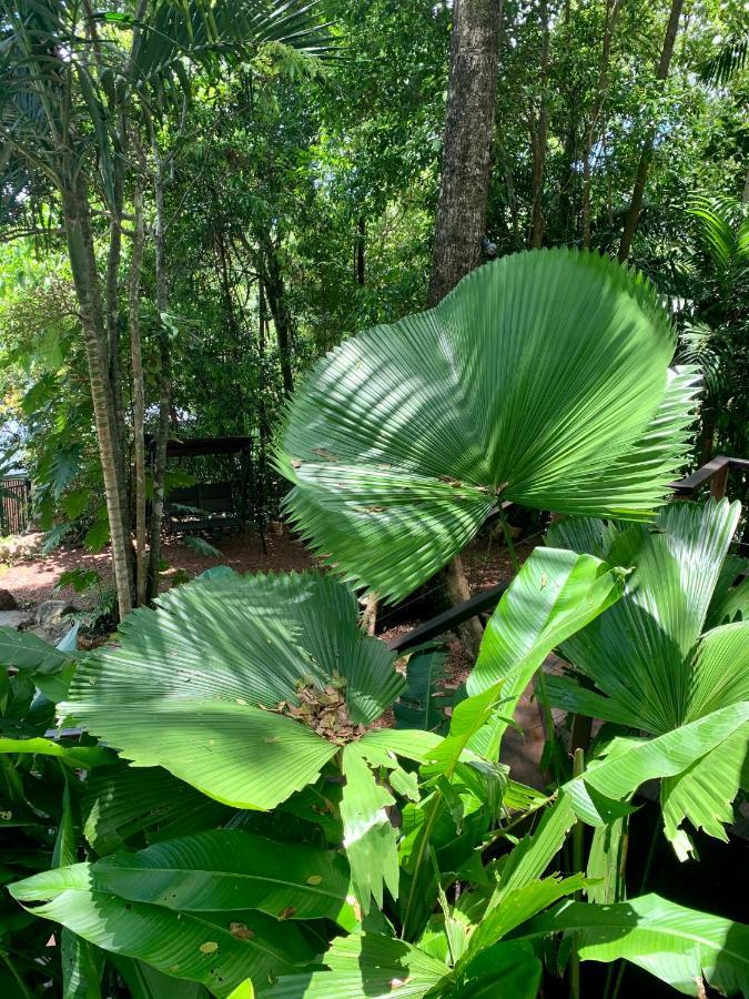 Cairns Rainforest Retreat Esterno foto